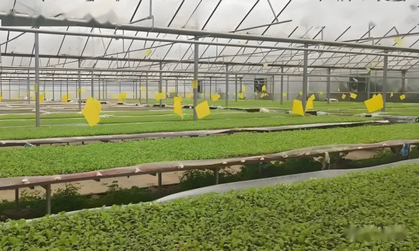 塘约道路是靠外部力量强行扶持的特例吗?