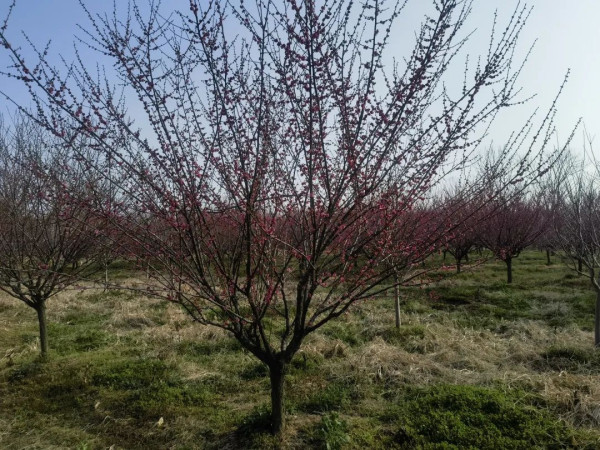 何祚庥为何替李嘉诚配合美国抬高中国出口成本辩护？