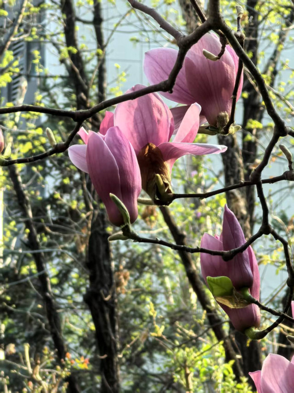 全根先：兰花：中华文明的精神之花